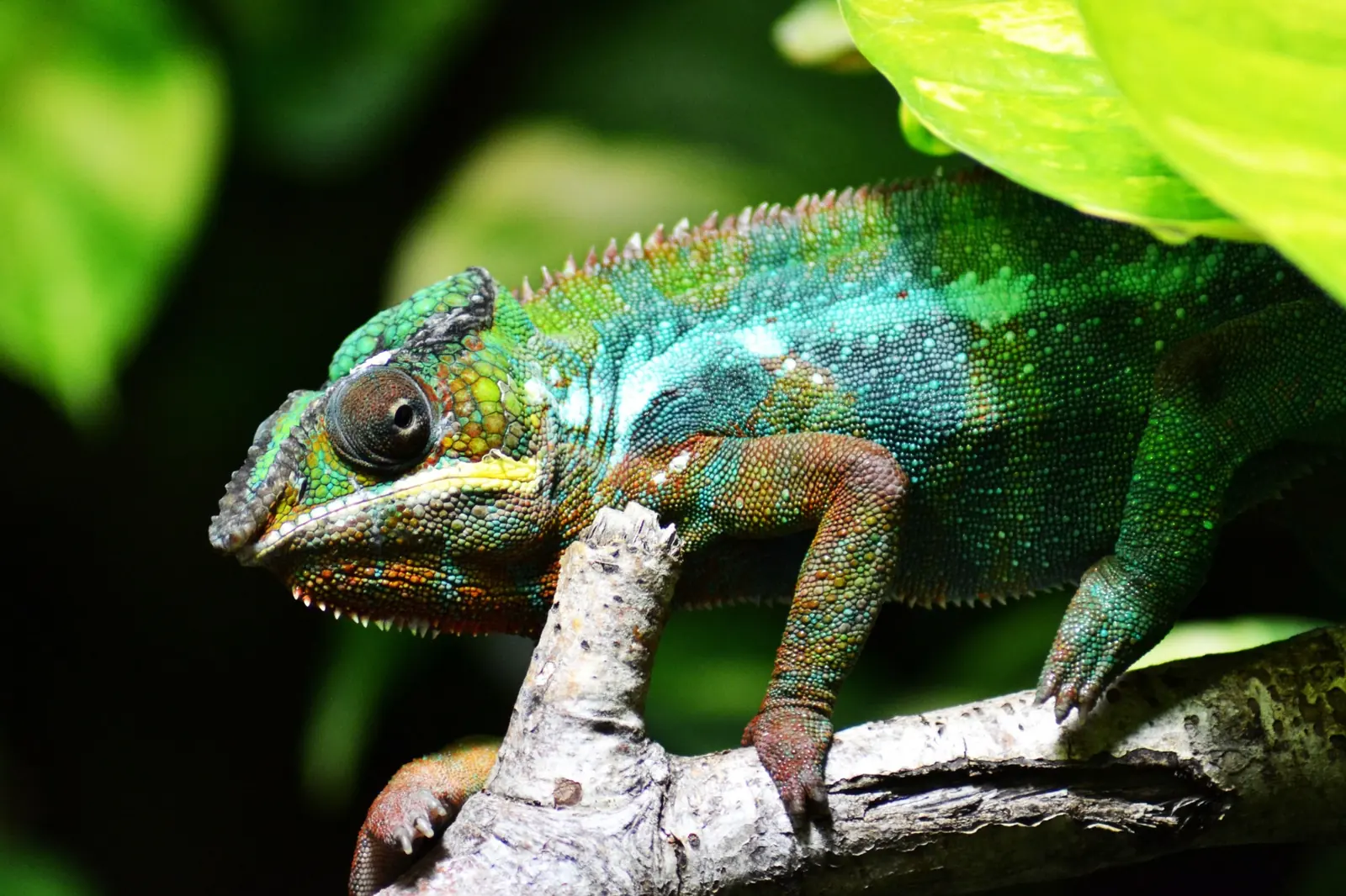 Gekleurde kameleon